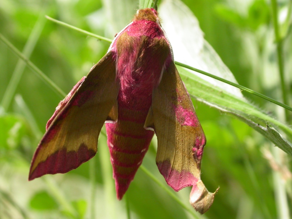 Falene, solo un ricordo? + foto di alcune specie di sfingi